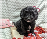 Small Photo #17 Bernedoodle (Miniature) Puppy For Sale in SPARTA, MO, USA