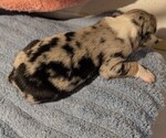 Small Photo #15 Australian Shepherd Puppy For Sale in SYLVA, NC, USA