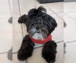 Small Photo #1 Shih Tzu Puppy For Sale in MIAMI, FL, USA