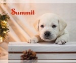 Small Photo #6 Labrador Retriever Puppy For Sale in LOGAN, UT, USA
