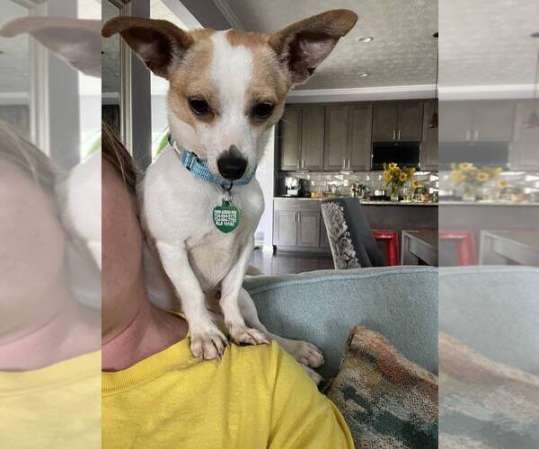 Medium Photo #3 Chiweenie Puppy For Sale in Springdale, PA, USA