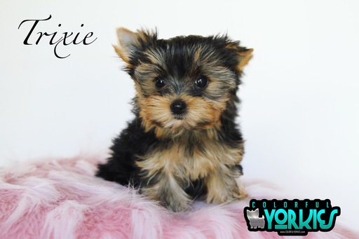 Medium Photo #1 Yorkshire Terrier Puppy For Sale in ROANOKE, TX, USA
