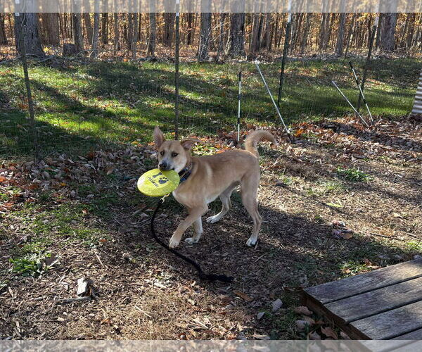 Medium Photo #30 Retriever -Unknown Mix Puppy For Sale in Rustburg, VA, USA