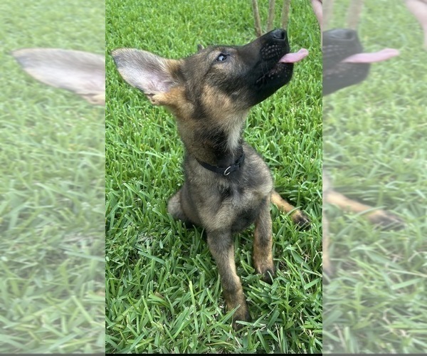 Medium Photo #9 German Shepherd Dog Puppy For Sale in TEMPLE, TX, USA