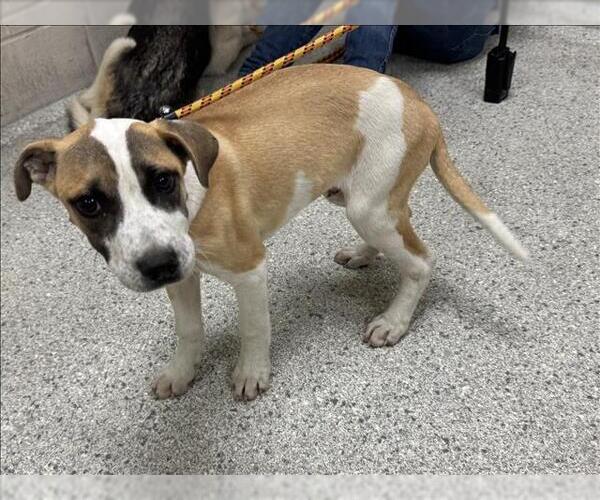 Medium Photo #1 Black Mouth Cur-Unknown Mix Puppy For Sale in Conroe, TX, USA