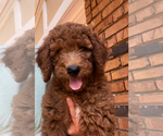 Puppy Amber Poodle (Standard)