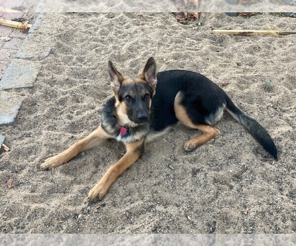 Medium Photo #3 German Shepherd Dog Puppy For Sale in FARIBAULT, MN, USA