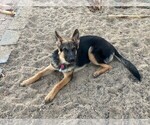 Small Photo #3 German Shepherd Dog Puppy For Sale in FARIBAULT, MN, USA