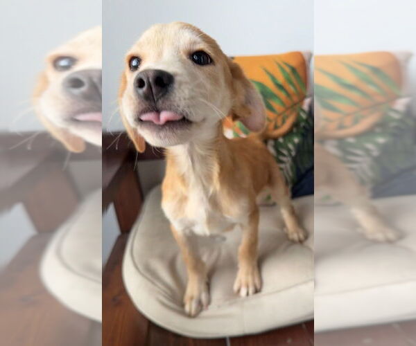 Medium Photo #1 Labrador Retriever-Unknown Mix Puppy For Sale in San Diego, CA, USA