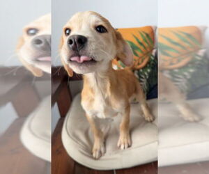 Labrador Retriever-Unknown Mix Dogs for adoption in San Diego, CA, USA