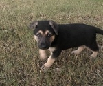 Small Photo #17 German Shepherd Dog Puppy For Sale in MERRITT IS, FL, USA