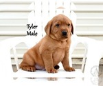 Small Photo #5 Labrador Retriever Puppy For Sale in DAYTON, VA, USA