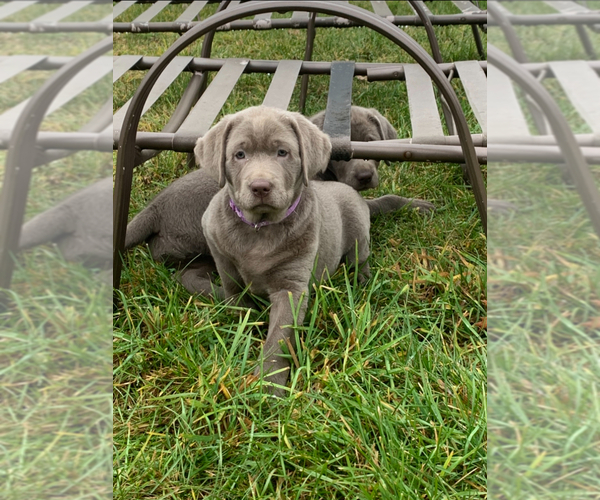 Medium Photo #1 Labrador Retriever Puppy For Sale in DEXTER, NY, USA