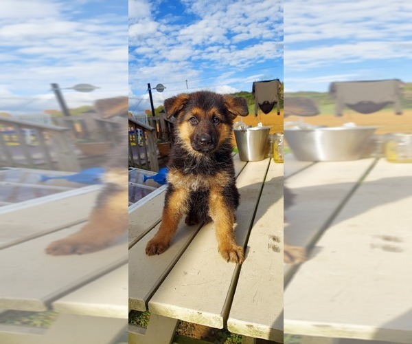 Medium Photo #1 German Shepherd Dog Puppy For Sale in MOUNT CRAWFORD, VA, USA