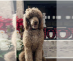 Small Photo #1 Labradoodle Puppy For Sale in JEWETT, TX, USA