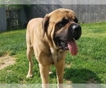 Small Photo #3 Mastiff Puppy For Sale in INDIANAPOLIS, IN, USA
