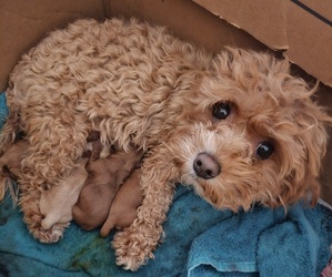 Mother of the Cavachon-Poodle (Toy) Mix puppies born on 04/14/2025