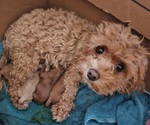 Small Photo #1 Cavachon-Poodle (Toy) Mix Puppy For Sale in CHINO VALLEY, AZ, USA