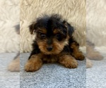 Small #4 Yorkshire Terrier