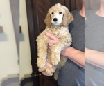 Small Photo #10 Poodle (Standard) Puppy For Sale in IRONTON, OH, USA