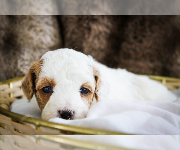 Medium Photo #11 Poodle (Miniature)-Sheepadoodle Mix Puppy For Sale in FAYETTEVILLE, NC, USA