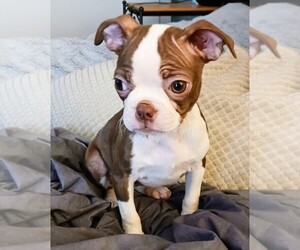 Boston Terrier Puppy for sale in PLAINFIELD, IN, USA
