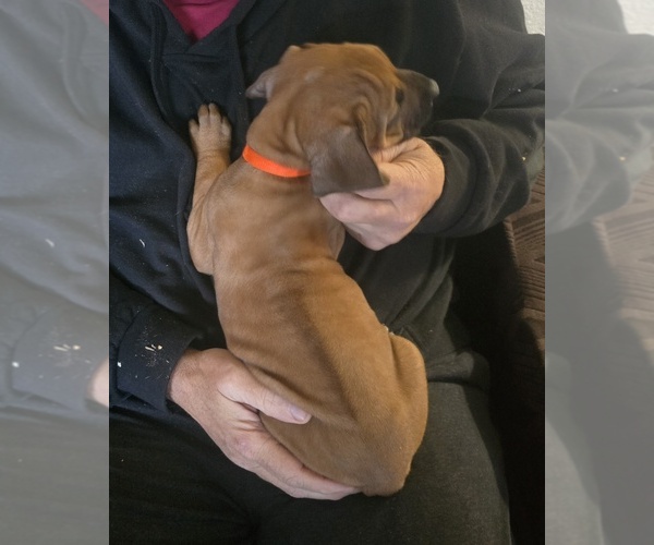 Medium Photo #3 Rhodesian Ridgeback Puppy For Sale in ALBA, TX, USA