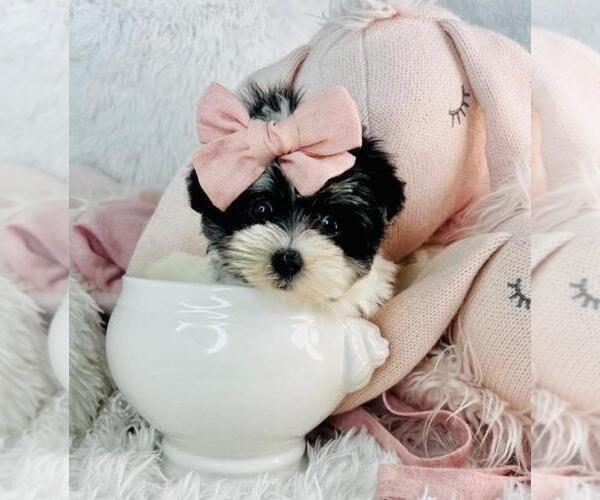 Medium Photo #1 Morkie Puppy For Sale in PEMBROKE PINES, FL, USA
