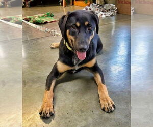 Labrottie Dogs for adoption in Minneapolis, MN, USA