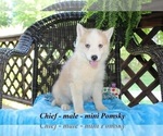 Small Photo #2 Pomsky Puppy For Sale in CLARKRANGE, TN, USA