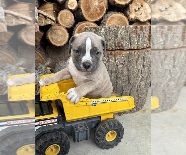 Medium Photo #1 American Bulldog Puppy For Sale in MIDDLEBURY, IN, USA