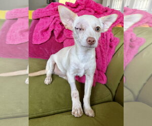 Chihuahua-Unknown Mix Dogs for adoption in San Francisco, CA, USA