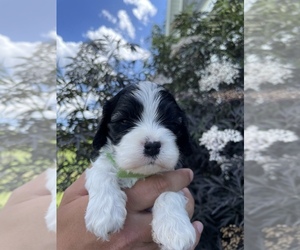 Cavapoo Puppy for sale in AMMON, ID, USA