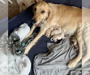 Goldendoodle Puppy for sale in COATESVILLE, PA, USA