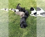 Small #10 Newfoundland