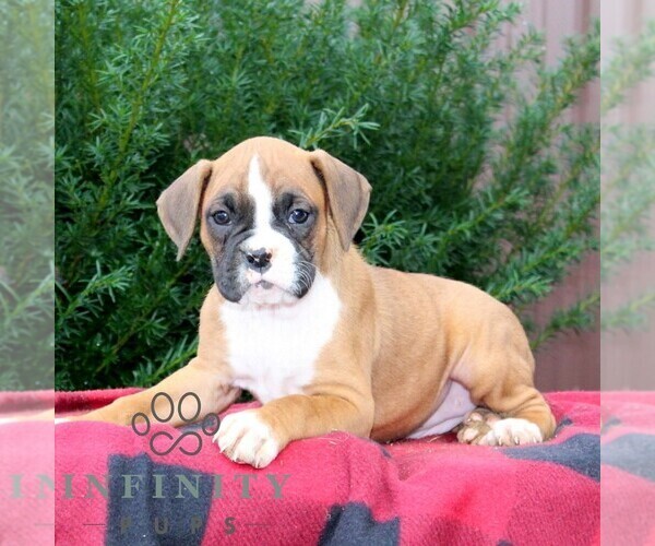 Medium Photo #1 Boxer Puppy For Sale in QUARRYVILLE, PA, USA