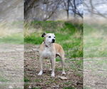 Small #3 American Pit Bull Terrier Mix
