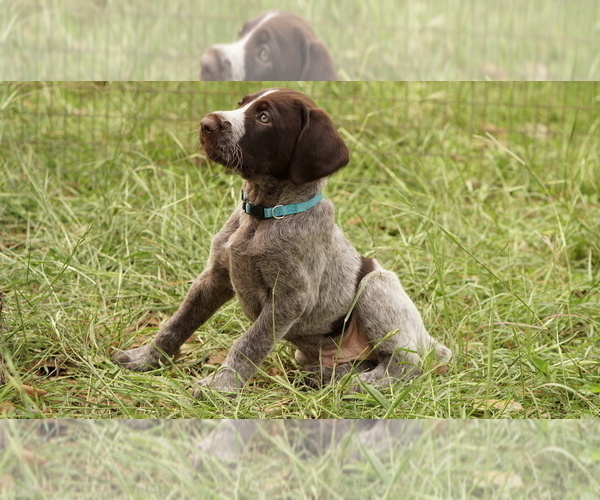 Medium Photo #4 German Shorthaired Pointer-German Wirehaired Pointer Mix Puppy For Sale in FREDERICKSBURG, TX, USA