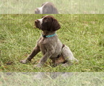 Small Photo #4 German Shorthaired Pointer-German Wirehaired Pointer Mix Puppy For Sale in FREDERICKSBURG, TX, USA