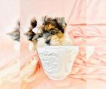 Puppy Puppy 4 Biewer Yorkie