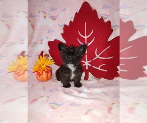 Poodle (Toy)-Yorkshire Terrier Mix Litter for sale in LAPEER, MI, USA