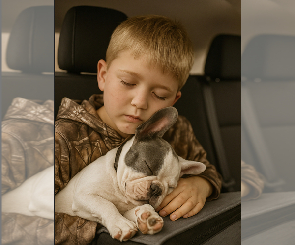 Medium Photo #1 French Bulldog Puppy For Sale in MILLVILLE, MN, USA
