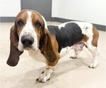 WALTER - ADOPTION PENDING! - Male Basset Hound Dog for Adoption - Small photo