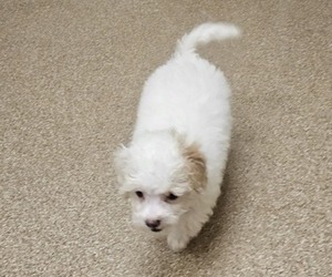 Maltipoo Puppy for sale in PALM COAST, FL, USA