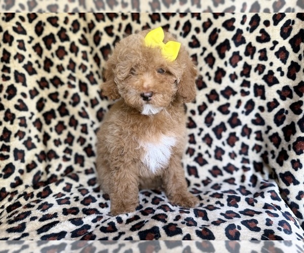 Medium Photo #1 Cock-A-Poo Puppy For Sale in LAKELAND, FL, USA