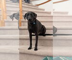 Small #1 Labrador Retriever Mix