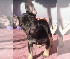 French Bulldog Puppy for sale in NEW HARTFORD, CT, USA
