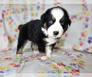 Australian Shepherd Puppy for sale in PHOENIX, AZ, USA