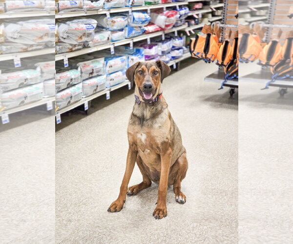 Medium Photo #3 Doberman Pinscher-Unknown Mix Puppy For Sale in Sandy, UT, USA