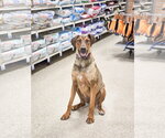 Small #2 Doberman Pinscher Mix